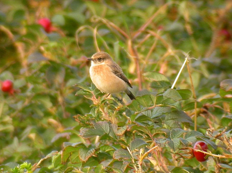 Siberian Stonechat