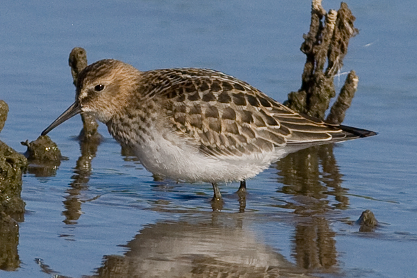 Baird's Sandpiper