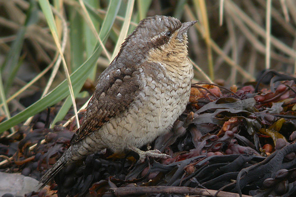Wryneck