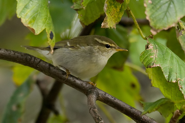 Arctic Warbler
