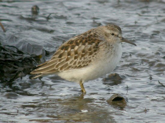 Least Sandpiper