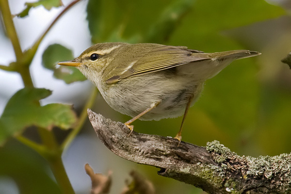 Arctic Warbler