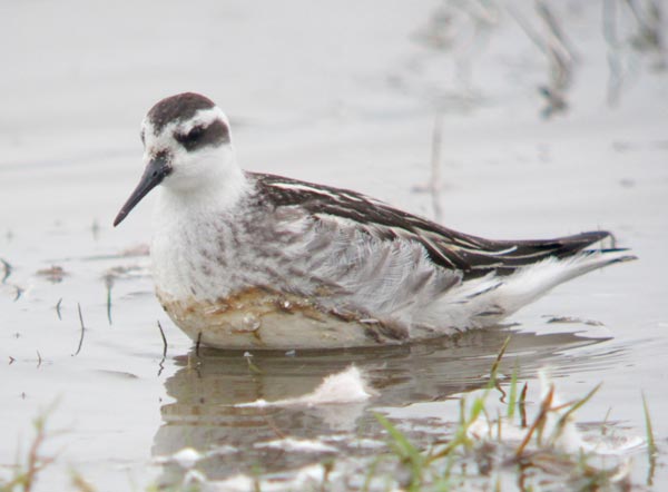 Red-necked Phalarope