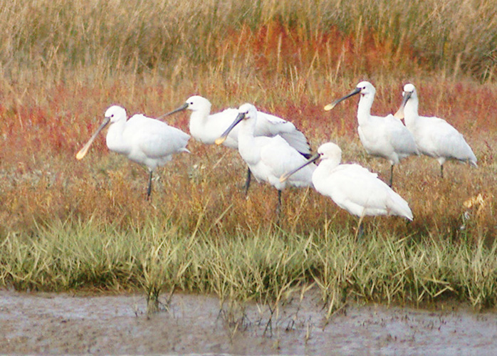 Spoonbill