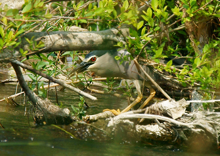 Night Heron