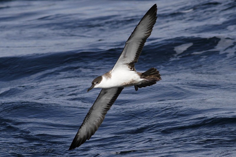 Great Shearwater