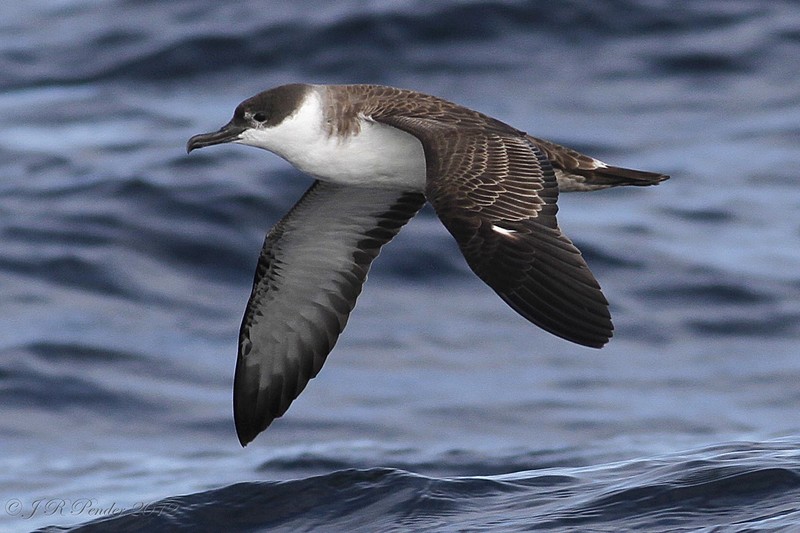 Great Shearwater