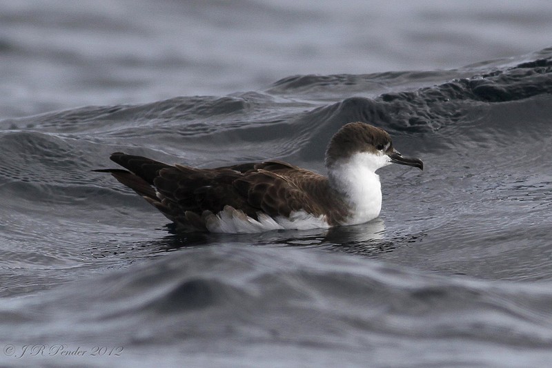 Great Shearwater
