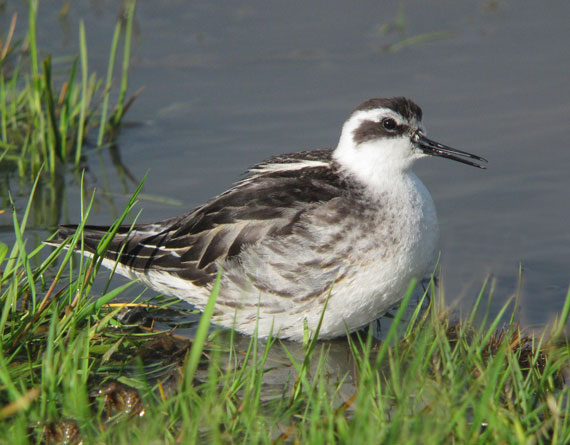 Red-necked Phalarope