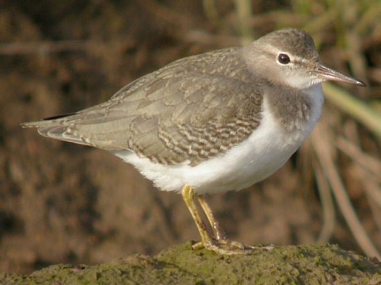 Spotted Sandpiper