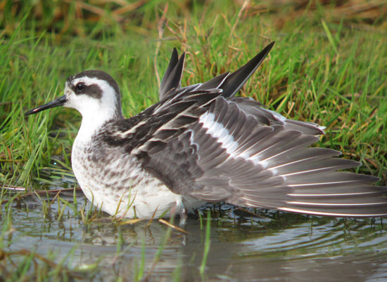 Red-necked Phalarope