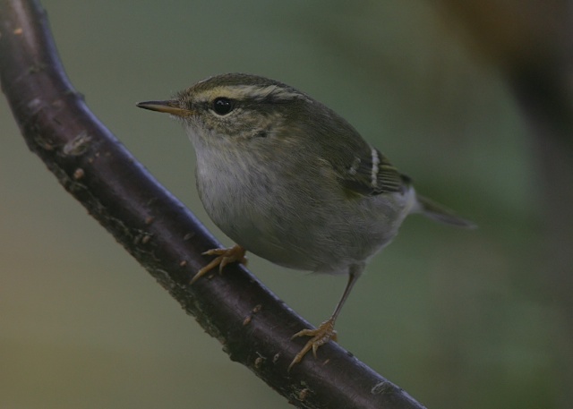 Yellow-browed Warbler