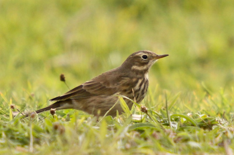 American Buff-bellied Pipit