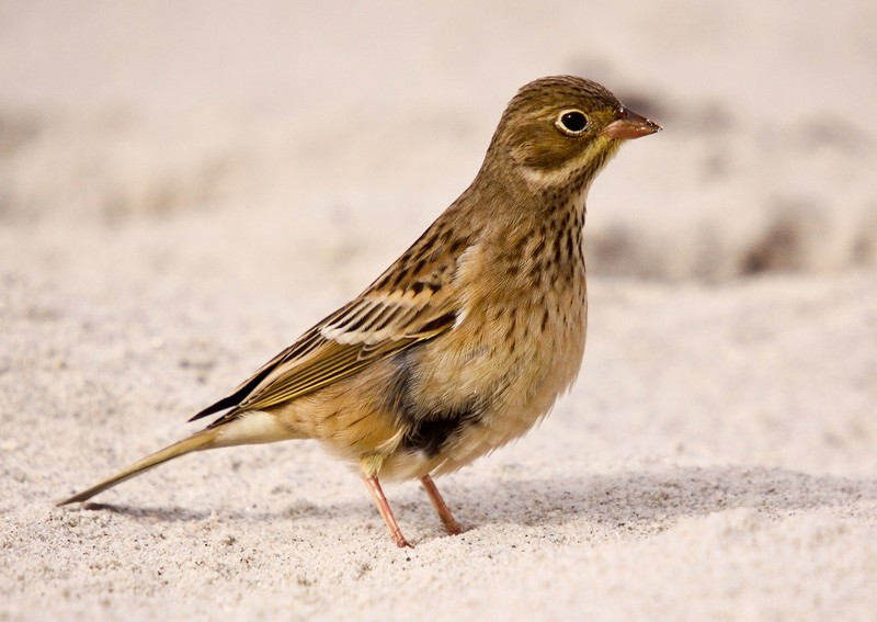 Ortolan Bunting