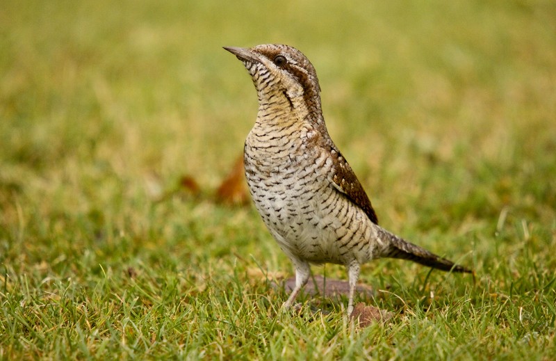 Wryneck