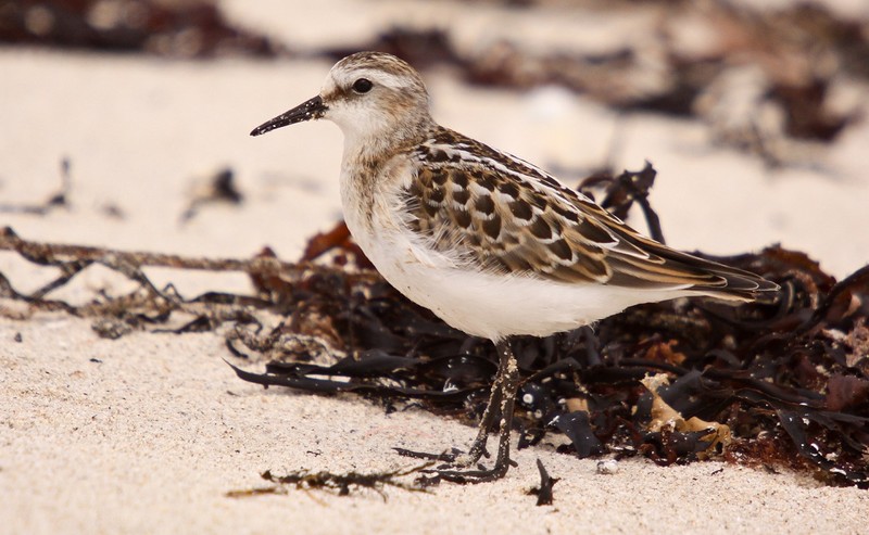 Little Stint