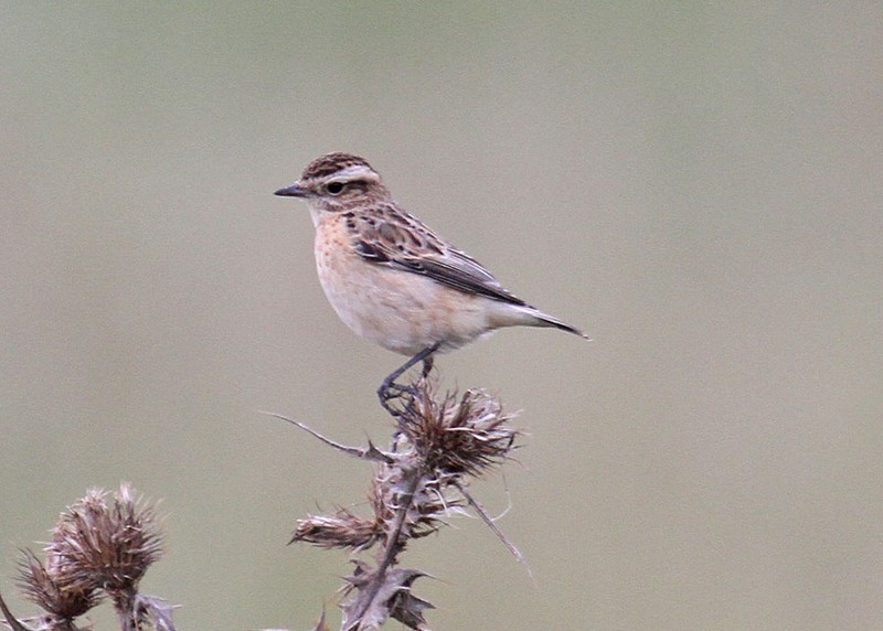 Whinchat