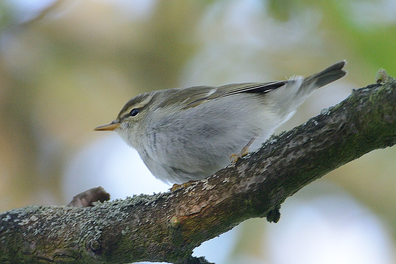 Arctic Warbler