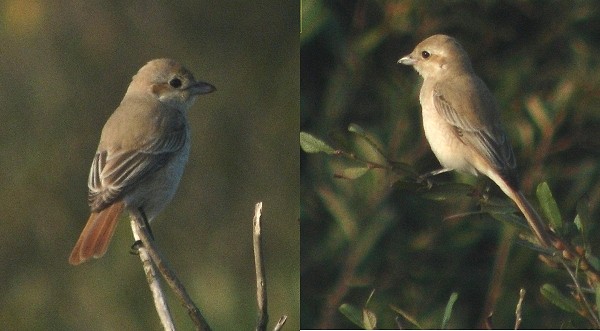 Daurian Shrike