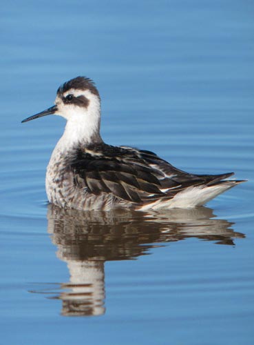 Red-necked Phalarope