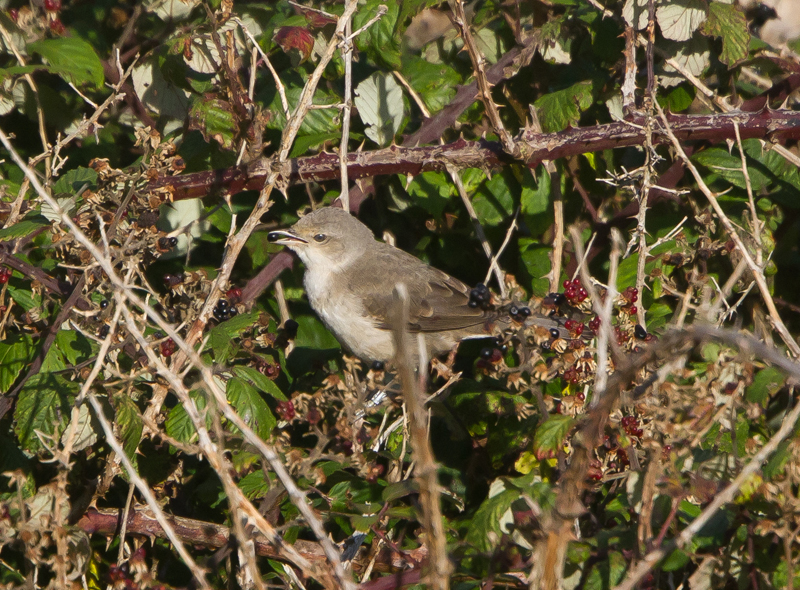 Barred Warbler