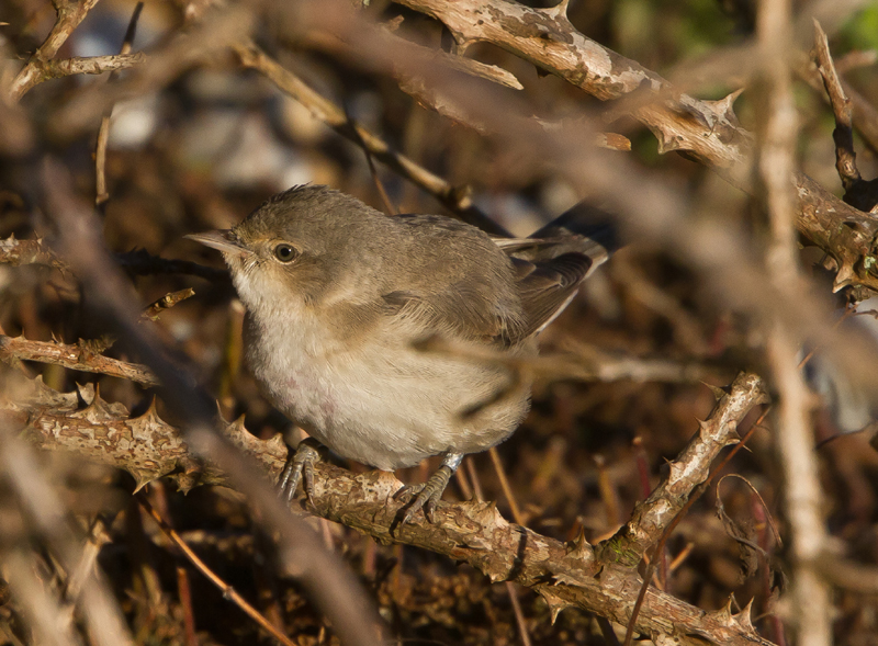 Barred Warbler