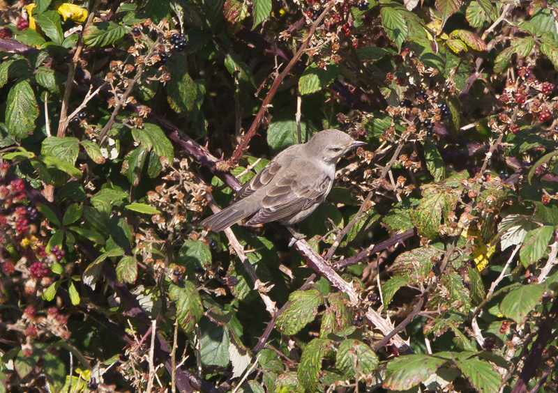 Barred Warbler