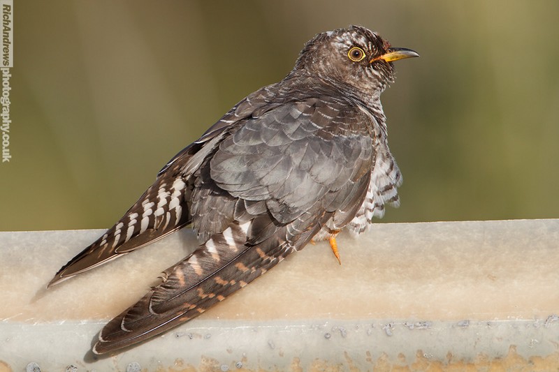 Cuckoo