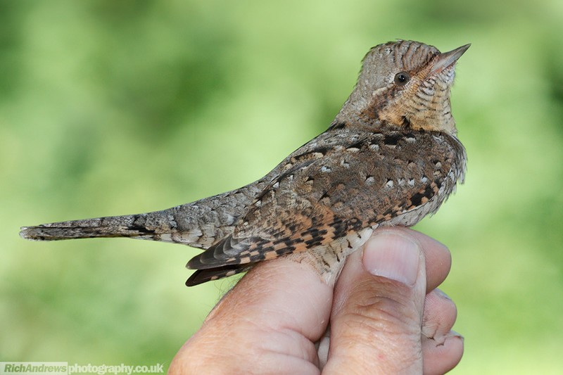 Wryneck