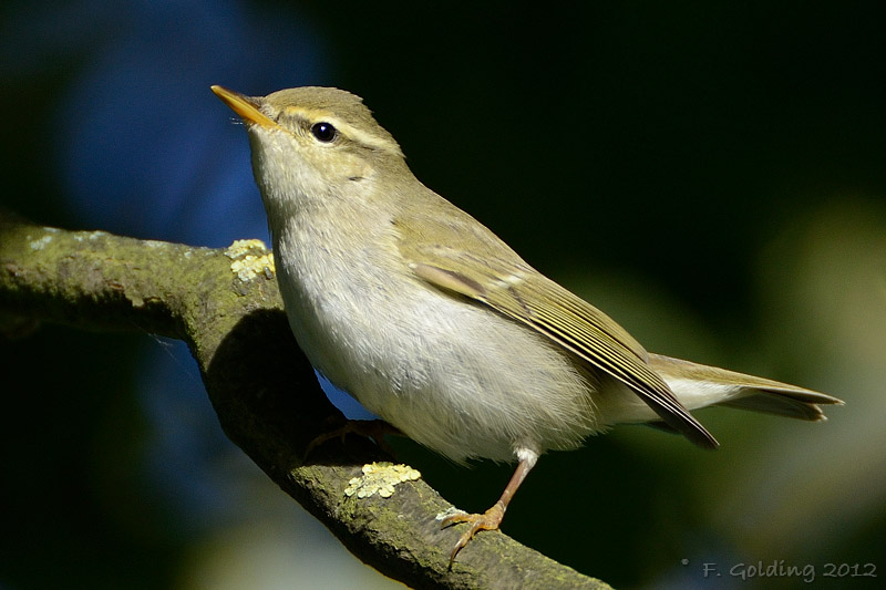 Arctic Warbler