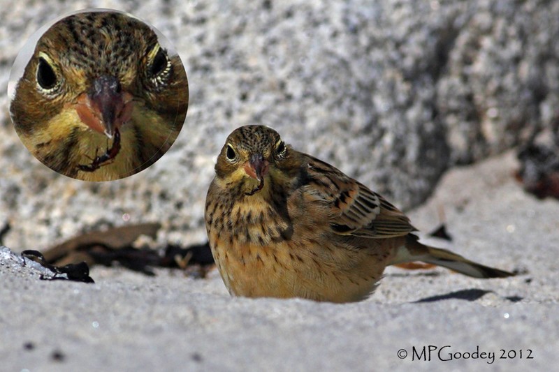 Ortolan Bunting