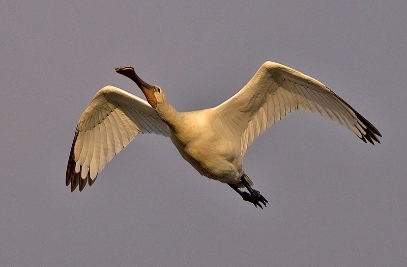 Spoonbill