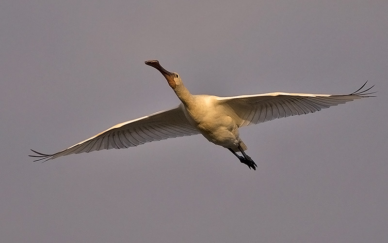 Spoonbill
