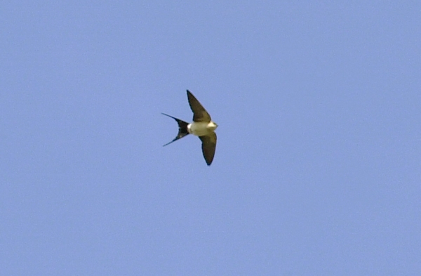 Red-rumped Swallow