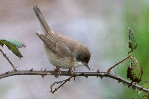 Subalpine Warbler