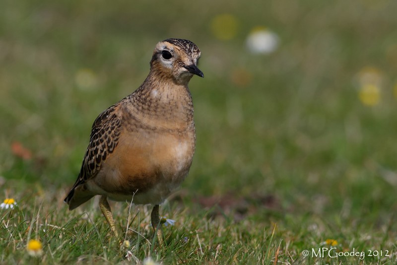 Dotterel