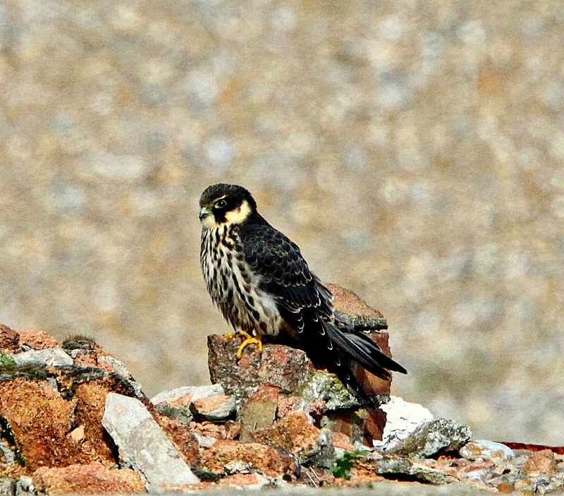 Hobby