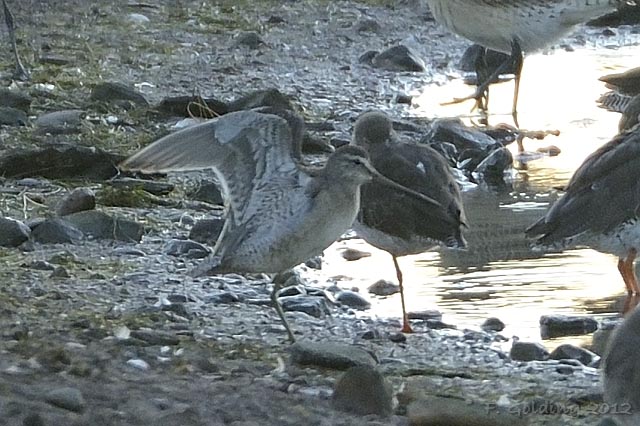Long-billed Dowitcher