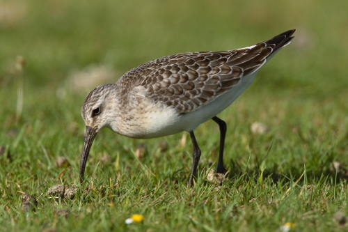 Curlew Sandpiper