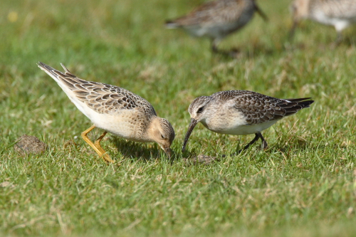 Buff-breasted Sandpiper