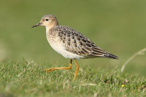 Buff-breasted Sandpiper
