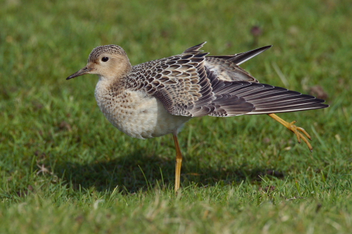 Buff-breasted Sandpiper