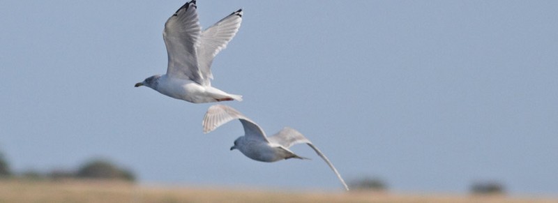 Kumlien's Gull