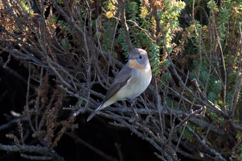 Red-breasted Flycatcher
