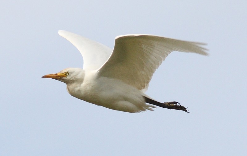 Cattle Egret