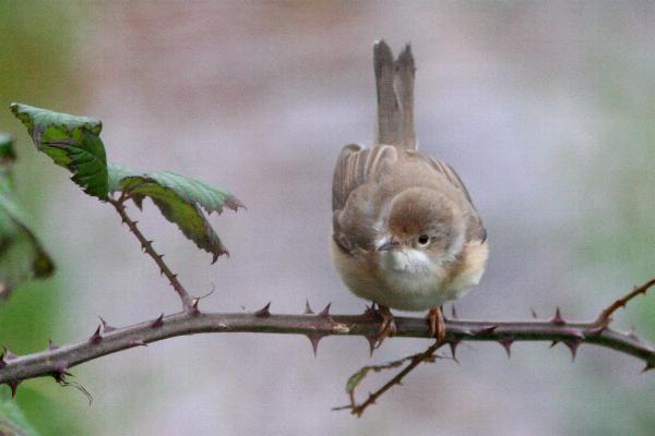 Subalpine Warbler