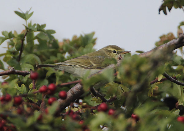 Greenish Warbler