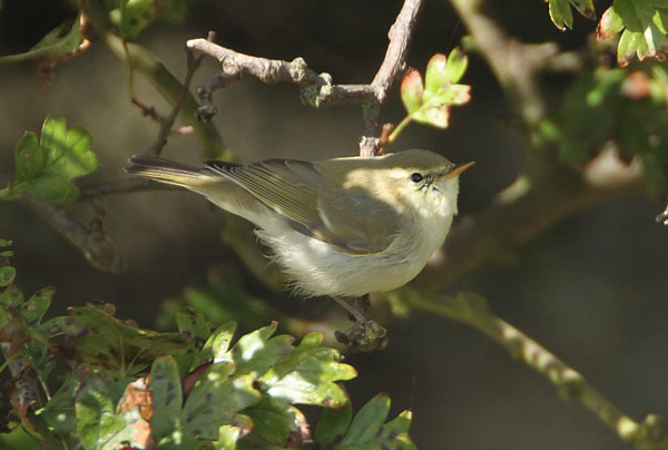 Greenish Warbler