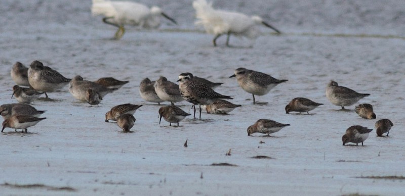 American Golden Plover