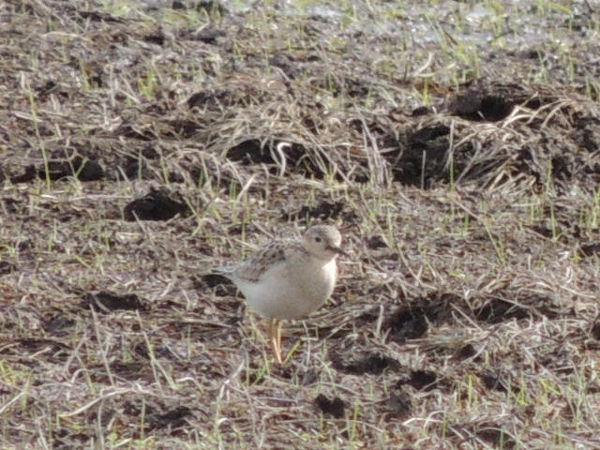 Buff-breasted Sandpiper